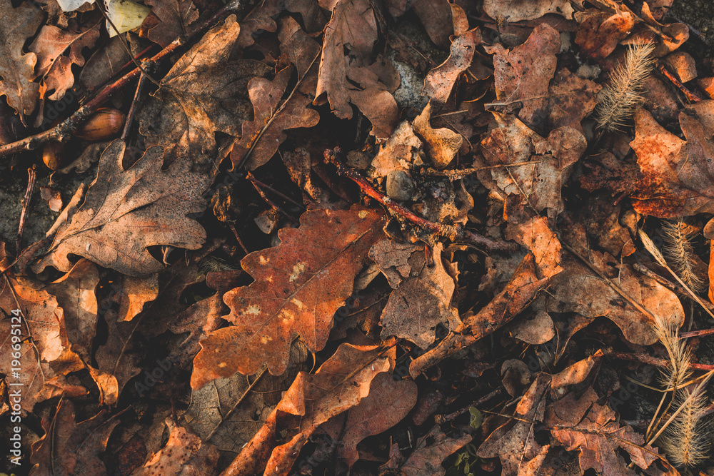 autumn leaves on ground autumn leaves on ground