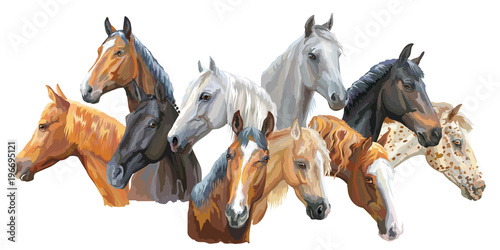 Set of horses breeds3