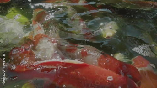 top view of slow motion of Hand feeding food Koi fish. Fancy carp with Colorful in the natural pond in slow motion