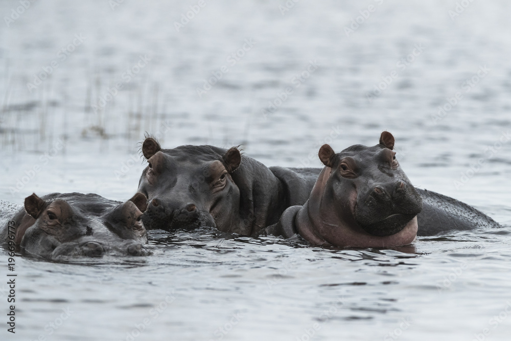 Three hippos in Chobe river Three hippos in Chobe river