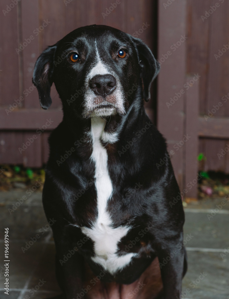 Pitbull Labrador Mix Black And White Dog Portrait Stock Photo | Adobe Stock
