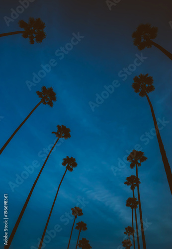 Silhouette of palm trees lined up with blue sunset