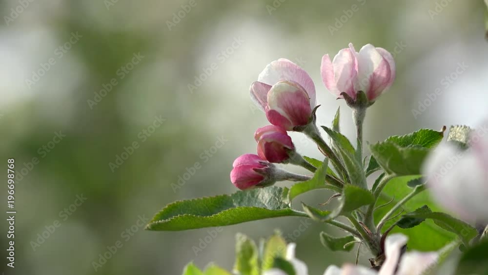 Macro pink bud on blossom branch, blur background, balancing, spring breeze Macro pink bud on blossom branch, blur background, balancing, spring breeze