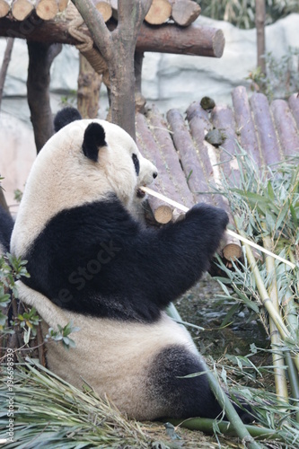 Fototapeta Naklejka Na Ścianę i Meble -  Giant Panda Eating Bamboo, Chengdu, China