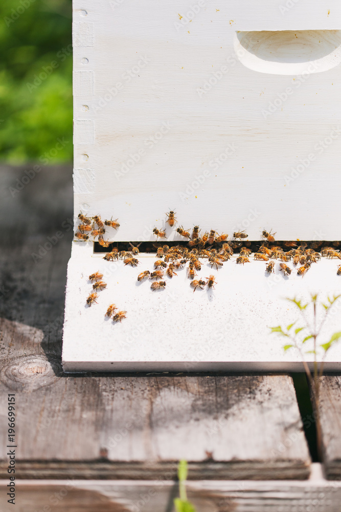 Hive: Honey Bees Entering And Exiting The Hive Hive: Honey Bees Entering And Exiting The Hive