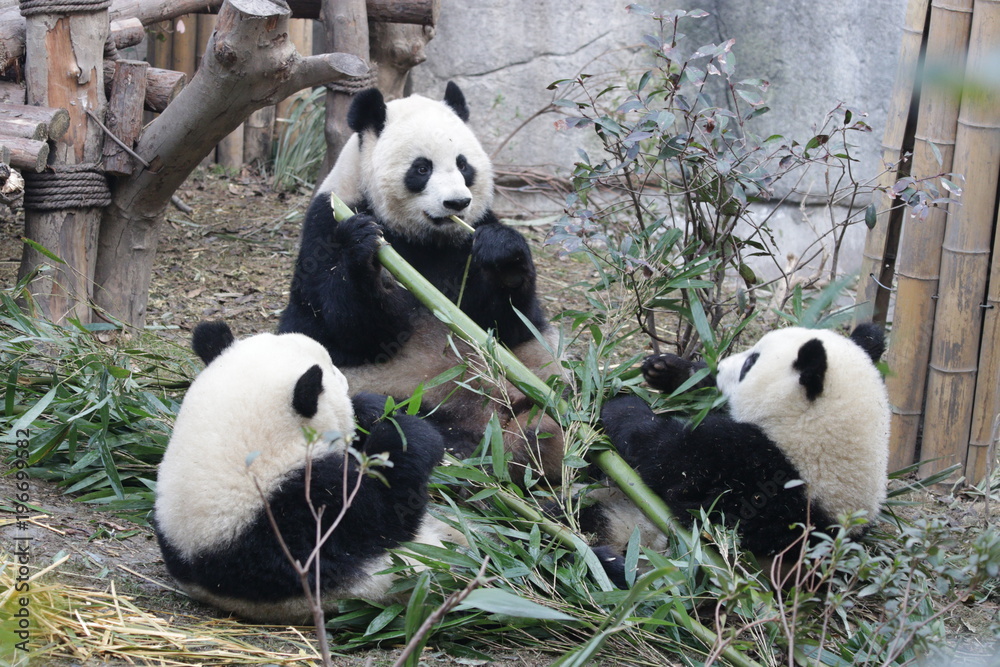 Obraz premium Mother Giant Pandas with two Cubs eating Bamboo Together, Chengdu, China
