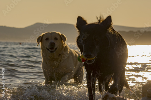 Hunde am Strand Nasser Hund, Reisen Strand Baden, Schwarzer Hund, Schäferhund , Hundezunge 