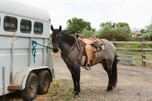 blue roan stands saddled at trailer photo