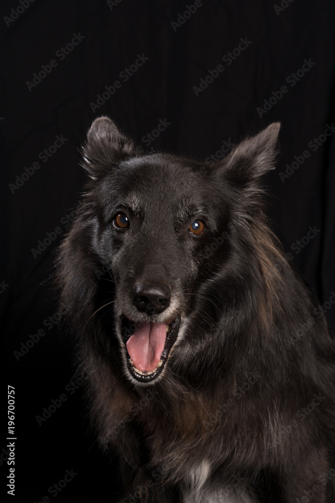 Schwarzer Hund Schäferhund