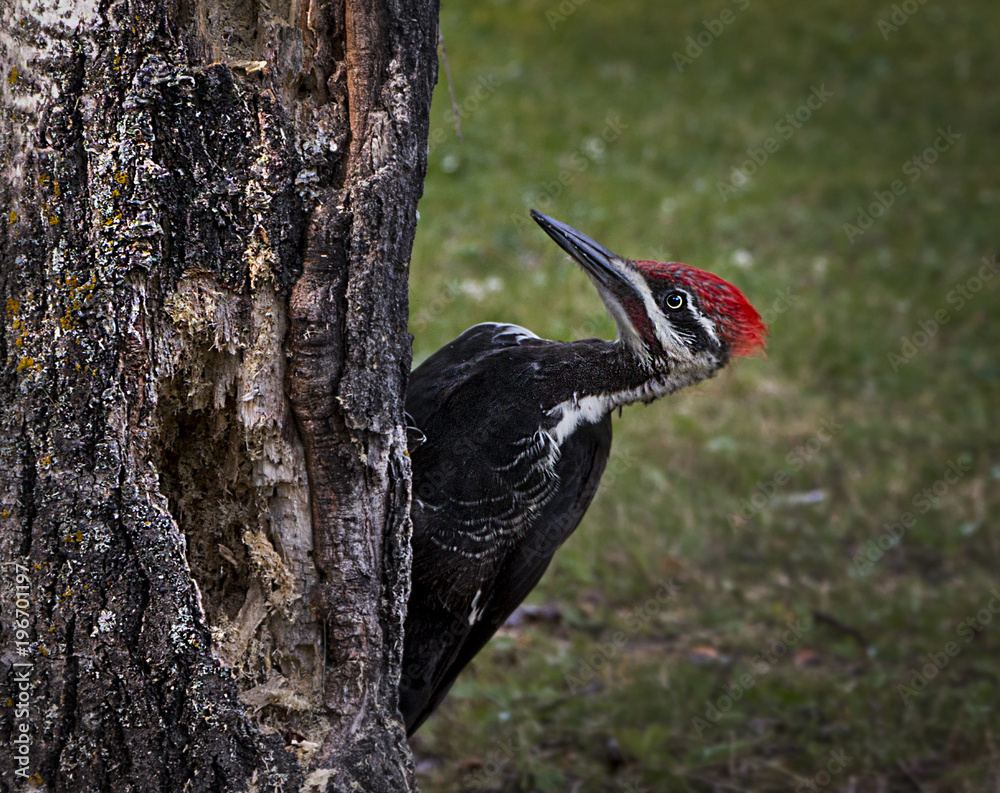 Naklejka premium Woodpecker