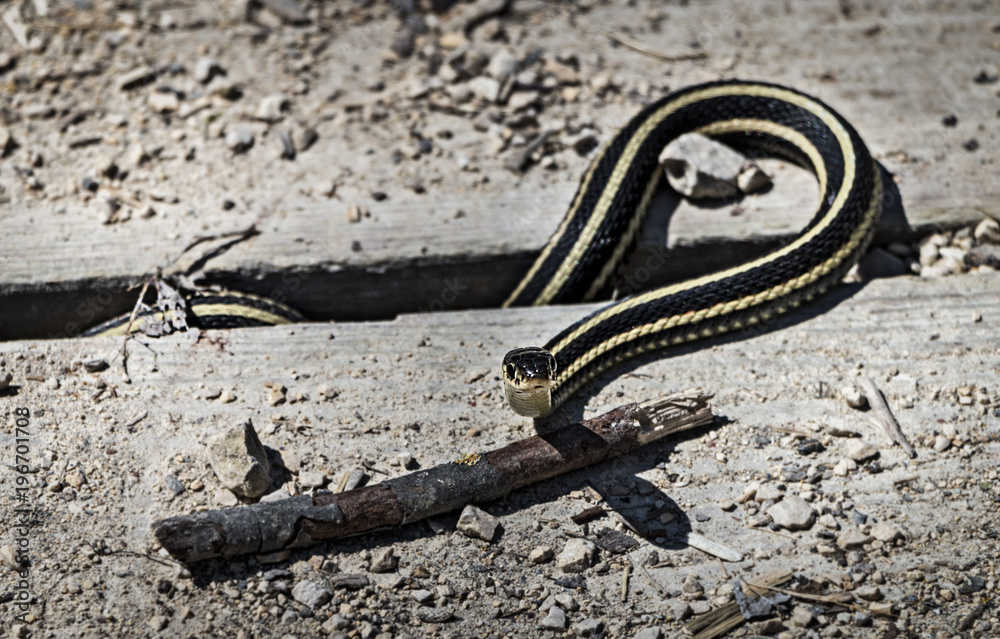 Obraz premium Snakes