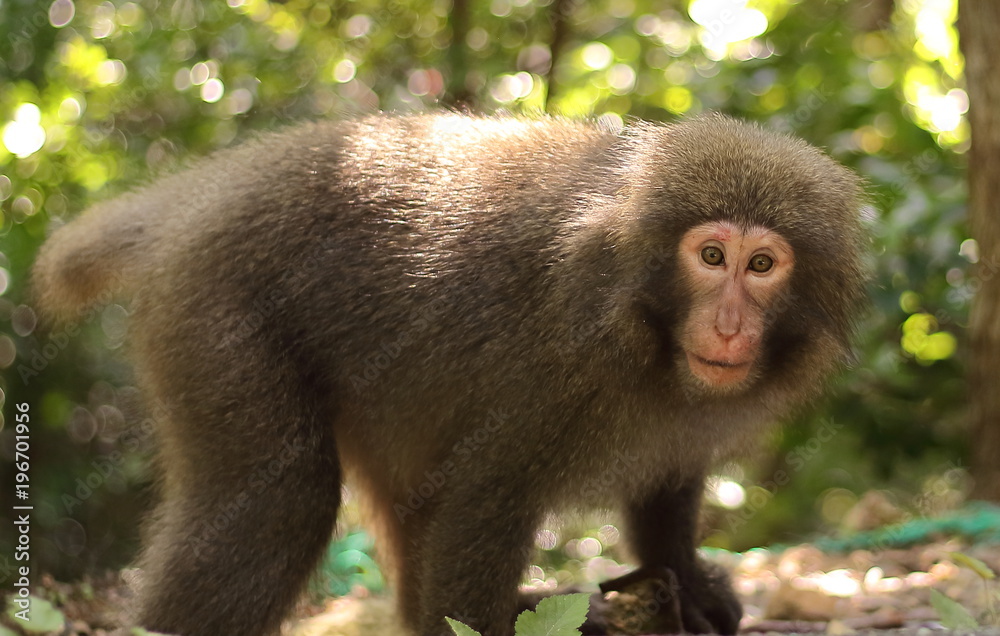 Fototapeta premium Portrait of a yaku monkey (Yakushima Macaque) found at Seibu-Rindo forest path, Yakushima island, Japan.