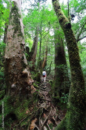 Young female hiker walking uphill surrounded by ancient cedar trees in Yakusugiland park, one of the Yakushima island Natural recreation forests, Japan. photo