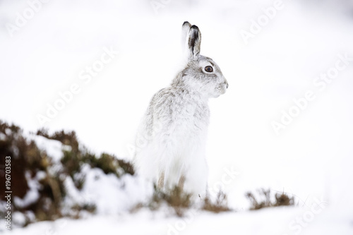  White mountain hare sitting on snow in the cairngorms of Scotland. These are wild mountain hares and are native to the British Isles. photo