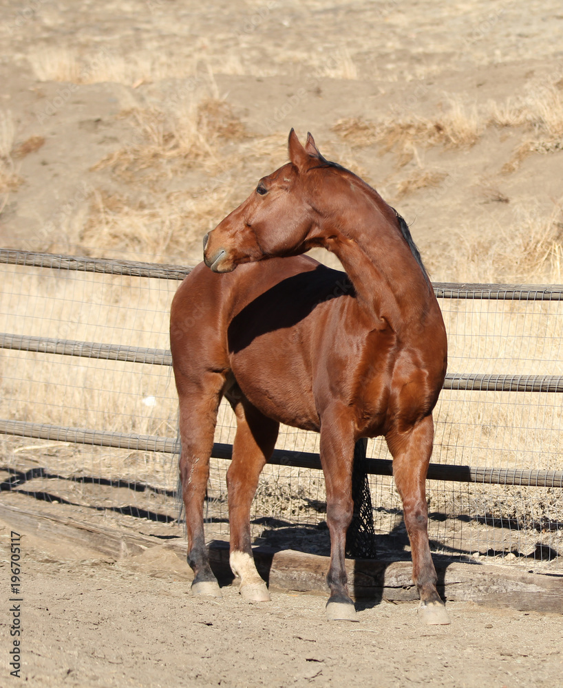 A horse demonstrating his dexterity by flexing his neck. A horse demonstrating his dexterity by flexing his neck.