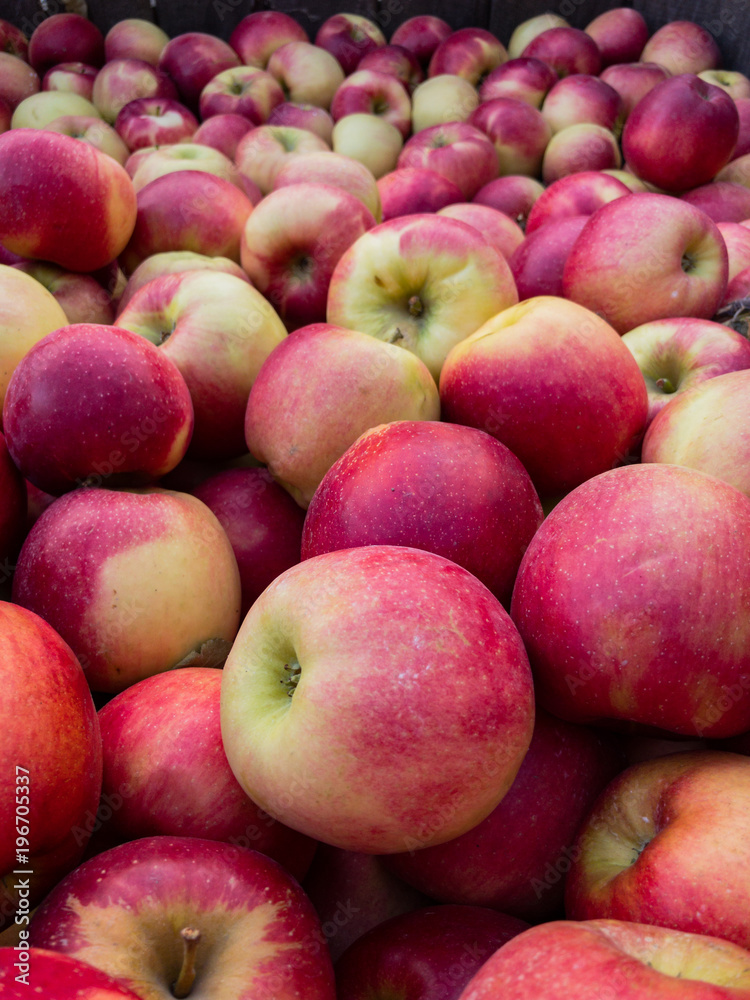 Perfect organic and delicious organic apples fresh picked at a farm market Perfect organic and delicious organic apples fresh picked at a farm market