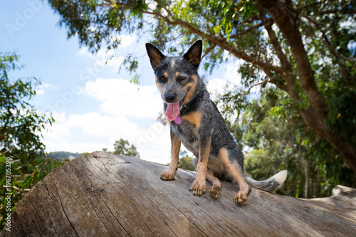 Senna dog playing on the farm