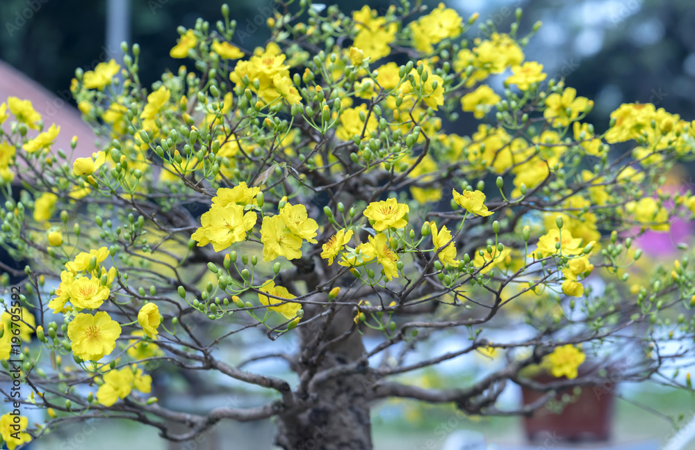 Apricot bonsai tree blooming with yellow flowering branches curving create unique beauty. This is a special wrong tree symbolizes luck, prosperity in spring Vietnam Lunar New Year Apricot bonsai tree blooming with yellow flowering branches curving create unique beauty. This is a special wrong tree symbolizes luck, prosperity in spring Vietnam Lunar New Year