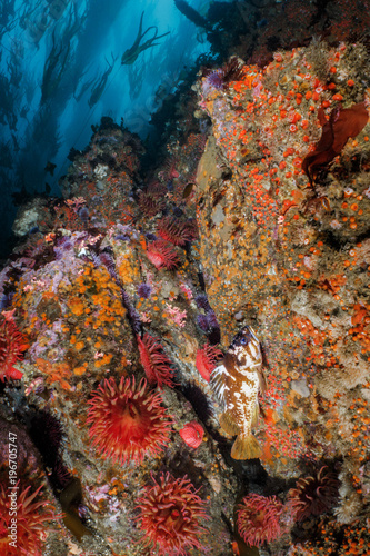 Big Sur Reef Scene photo