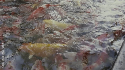 top view of slow motion of Hand feeding food Koi fish. Fancy carp with Colorful in the natural pond
