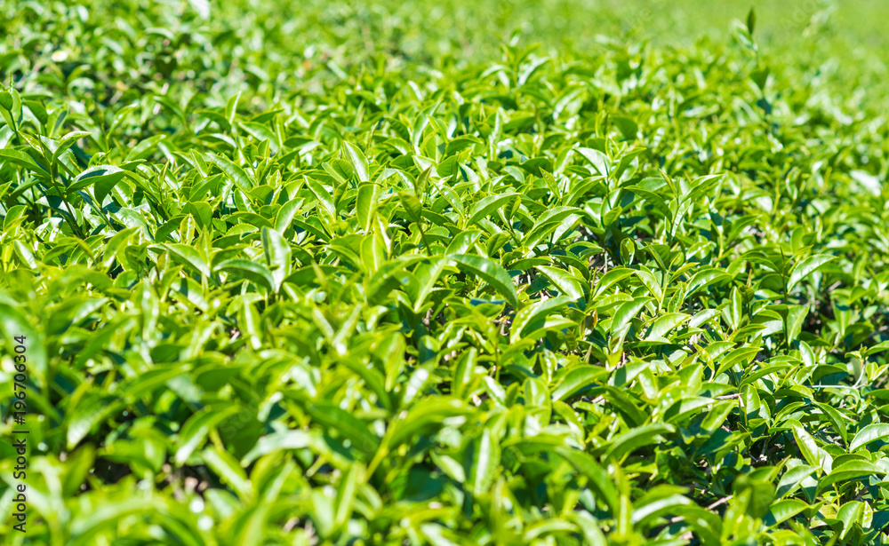 Green tea leaves in a tea plantation .Thailand
Green tea leaves in a tea plantation .Thailand