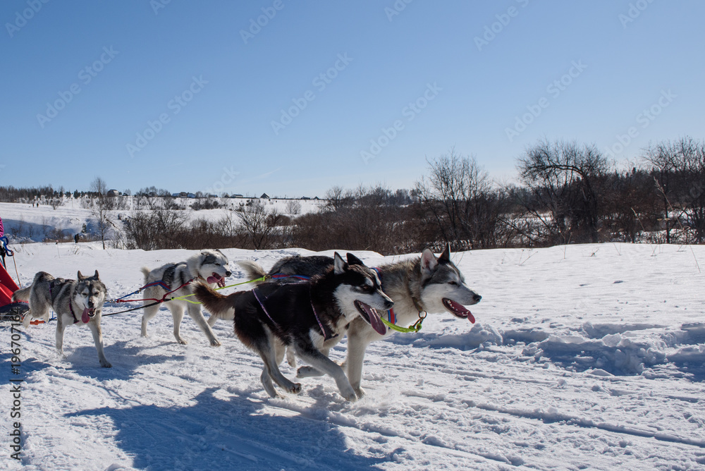 Dogs run in harness in winter in sunny weather. Dogs run in harness in winter in sunny weather.