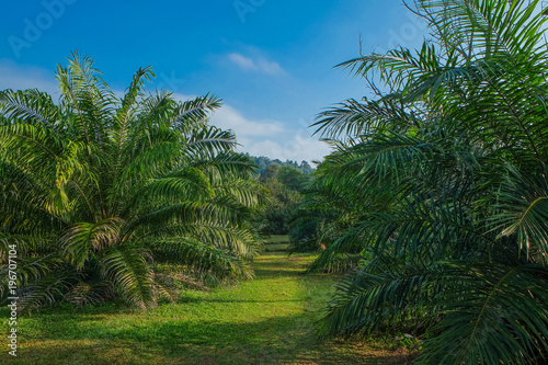View of palm plantation at east asia.