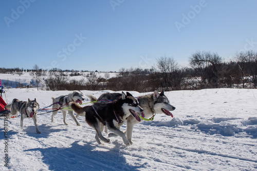 Dogs run in harness in winter in sunny weather.
