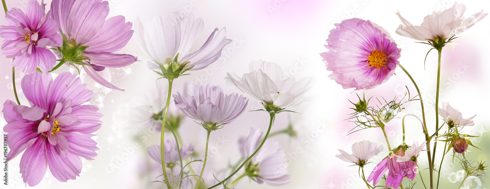 pink beautiful garden flowers banner pink beautiful garden flowers banner