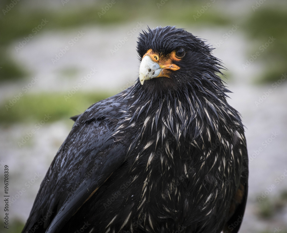 Fototapeta premium Drenched striated caracara known as a johnny rook in the Falkland Islands