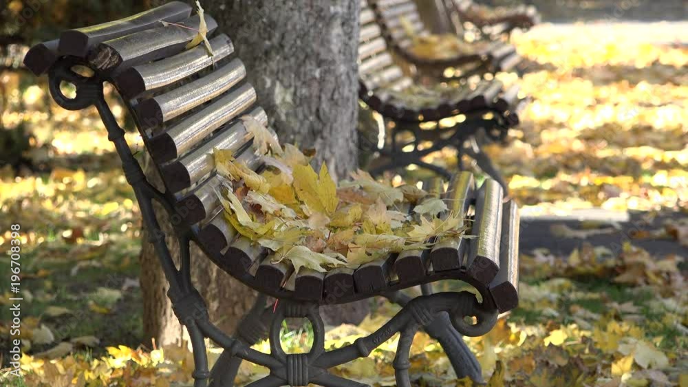 Autumn leaves on empty bench, sunny day in the park