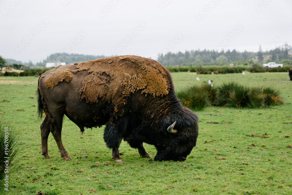 Wild buffalo in nature