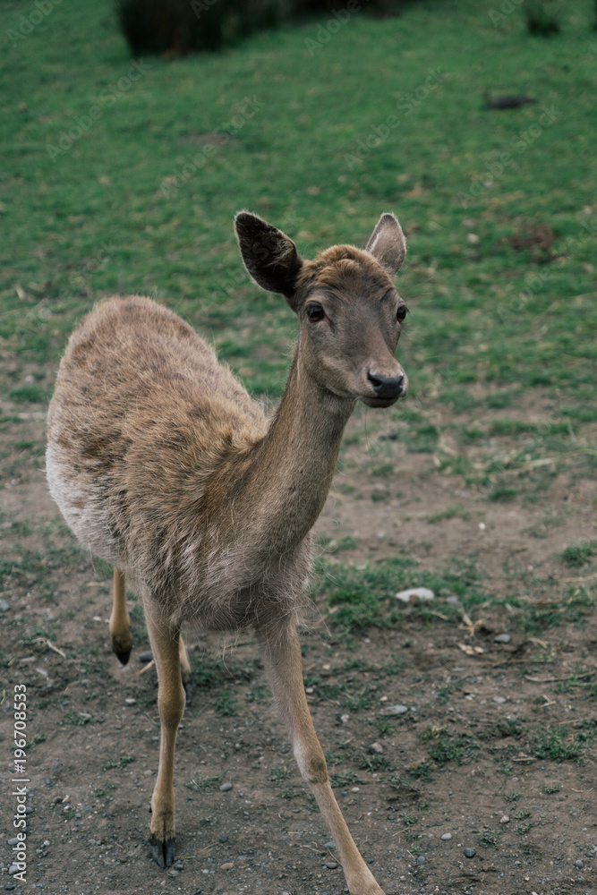 Fototapeta premium Wild deer in nature