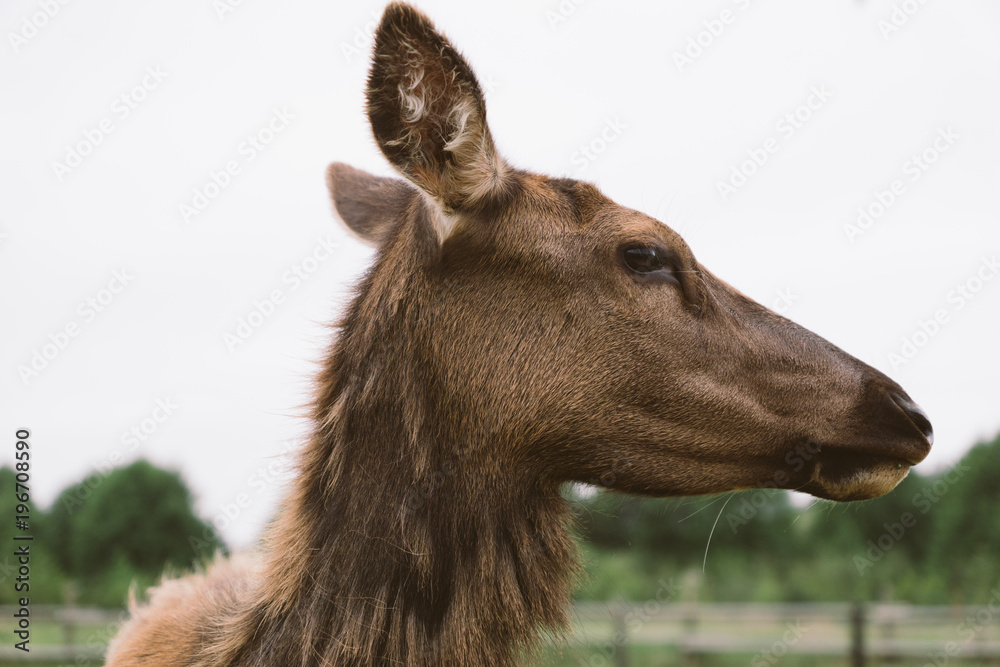 Deer up close and personal portrait Deer up close and personal portrait