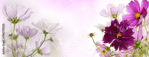 Fototapeta Naklejka Na Ścianę i Meble -  wild pink beautiful flowers.floral banner