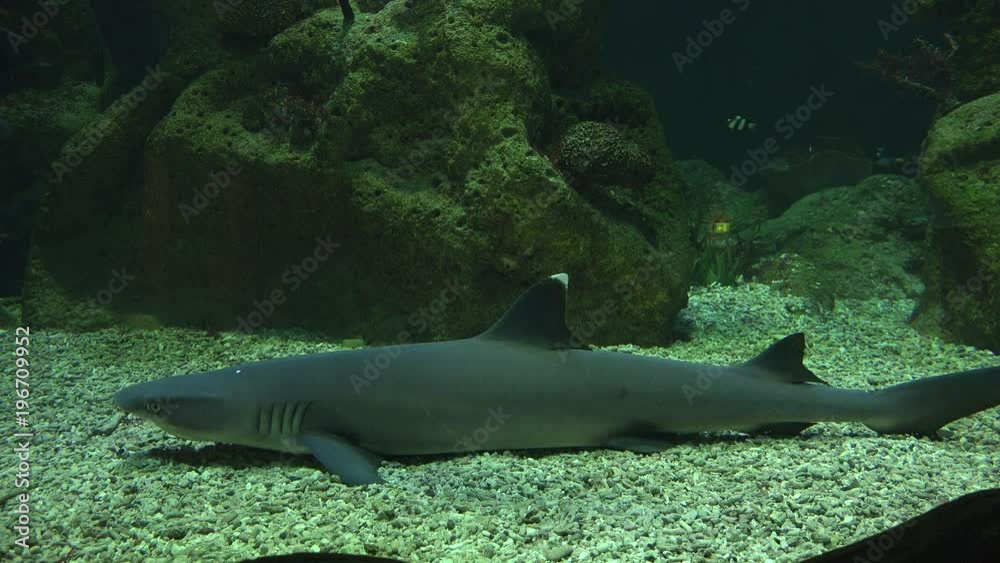 Shark resting underwater on the sandy seabed Shark resting underwater on the sandy seabed