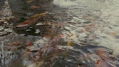top view of slow motion of Hand feeding food Koi fish. Fancy carp with Colorful in the natural pond
