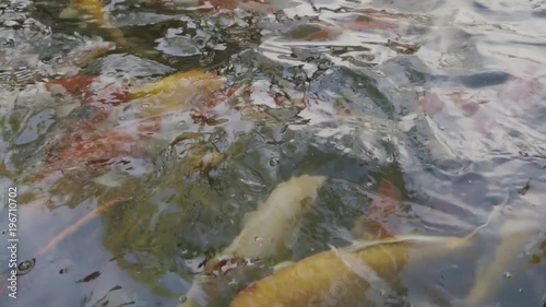 top view of slow motion of Hand feeding food Koi fish. Fancy carp with Colorful in the natural pond
