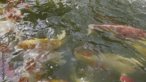 top view of slow motion of Hand feeding food Koi fish. Fancy carp with Colorful in the natural pond in slow motion