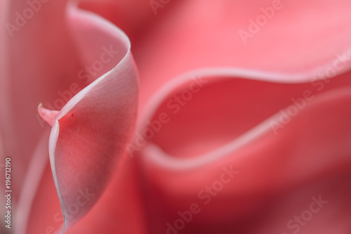 Tableau sur toile Macro pink flower petals background