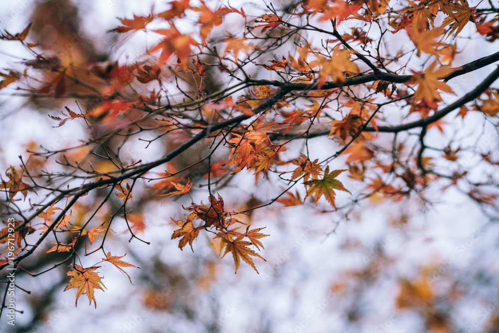 Red maple leaves in autumn season with sky blurred background, taken from Japan. Red maple leaves in autumn season with sky blurred background, taken from Japan.