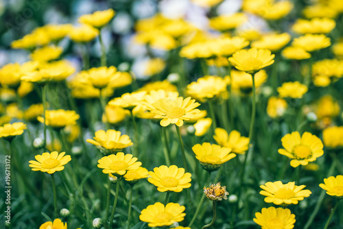 Spring background with beautiful yellow flowers