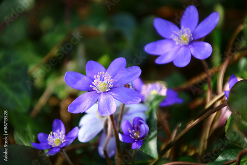 leberbl  mchen im auwald