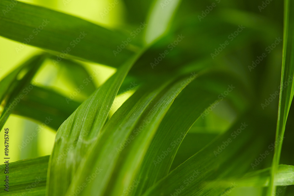 water drops on the green grass water drops on the green grass