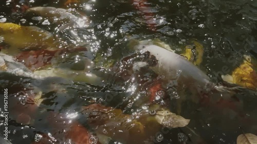 top view of slow motion of Hand feeding food Koi fish. Fancy carp with Colorful in the natural pond
