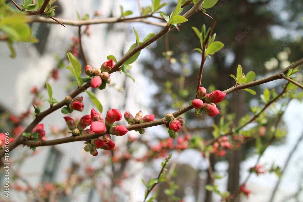 Plum to signal the beginning of spring Plum to signal the beginning of spring
