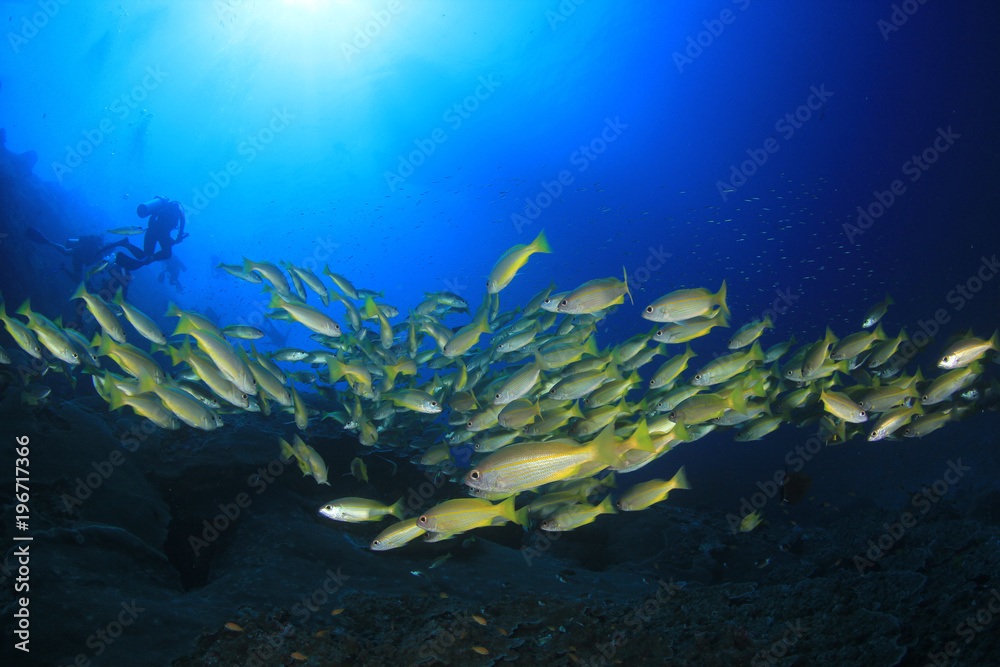 Fototapeta premium Bigeye Snapper fish underwater