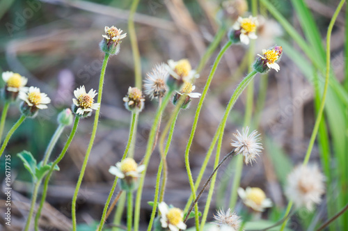 small flower in the field.