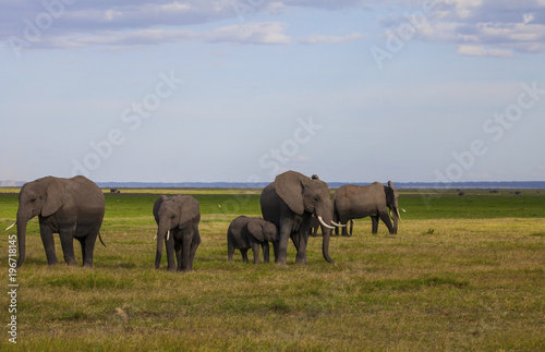 Amboseli National Park. Beautiful landscape - majestic view of Mount Kilimanjaro and elephants..