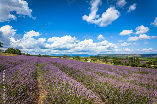 Lavender Field in Provence  France